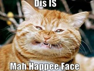 animal-cat-crazy-cute-Favim.com-2896846